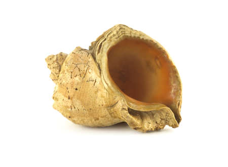 Sea shell isolated on a white background closeup