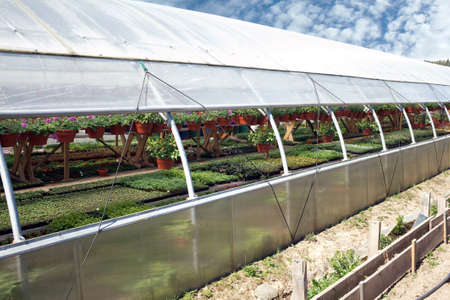 Many ornamental flowers growing in pots in greenhouse nursery plants in sunny dayの写真素材
