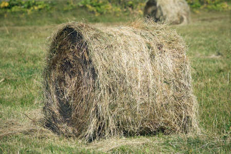 Countryside landscape with many hay rolls on cultivate field in hot summer dayの写真素材