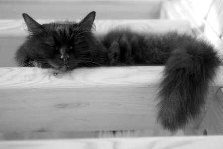 Fluffy black domestic cat sleeping on the steps of wooden stairs inside the country house. Black and white horizontal photo closeupの写真素材