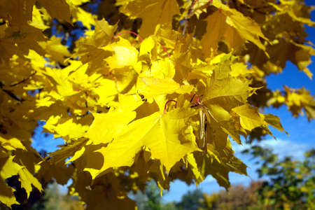 Many yellow maple leaves on a tree in golden autumn close upの写真素材