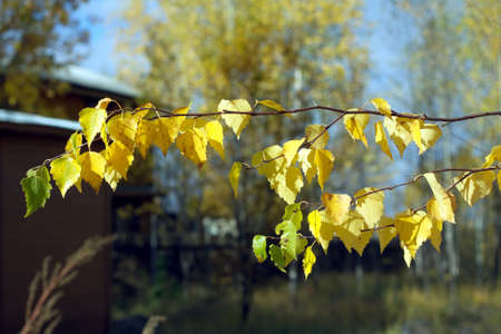 End of summer season. Birch branch with yellow leaves in a country close upの写真素材