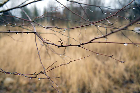 Drops of water on tree branches in cloudy autumn day in countrysideの写真素材