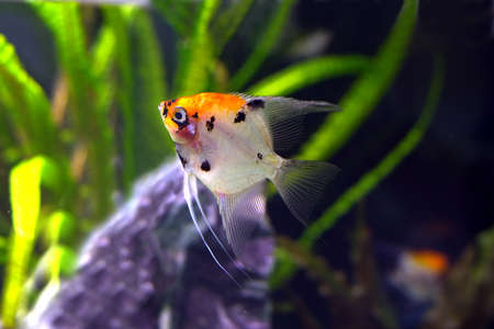 Colorful exotic fish swims deep in water near green plants side view closeup