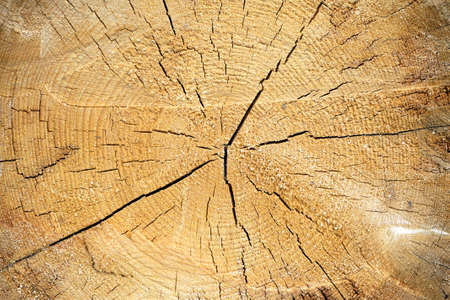 Slice of sawn wood with annual rings and radial cracks as wallpapers. Photo closeup