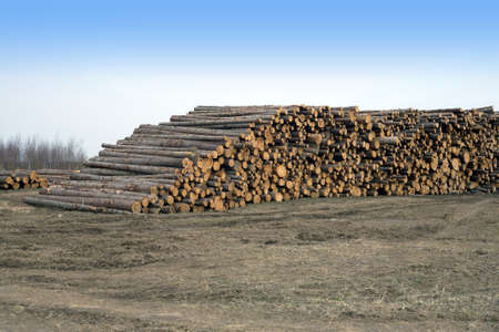 Many stacked sawed pine logs in big piles over clear blue sky side view horizontal closeupの写真素材