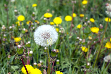 Fluffy dandelion flower in a green grass field in summer sunny day closeupの写真素材