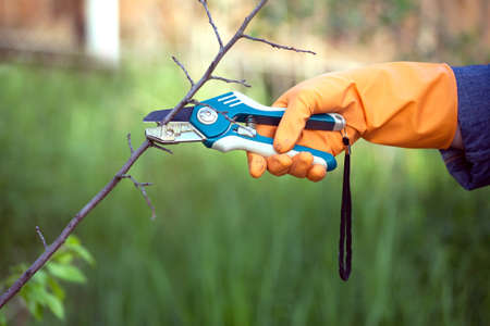 Hand in orange rubber glove with garden tools cuts dry branch in a garden closeup