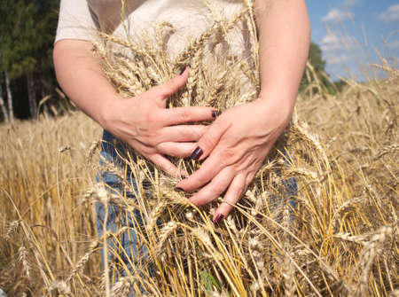 Young woman with beautiful manicure cuddle ripe ears of rye on field on sunny summer day under blue sky with white clouds. Photo closeupの写真素材