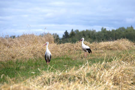 Storks on a field with harvested looking for grains. Birds in the wildの写真素材