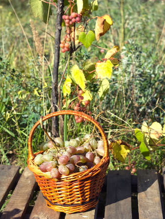 Ripe red grape in brown wicker basket on wooden table against branches with growing grape outdoorの写真素材