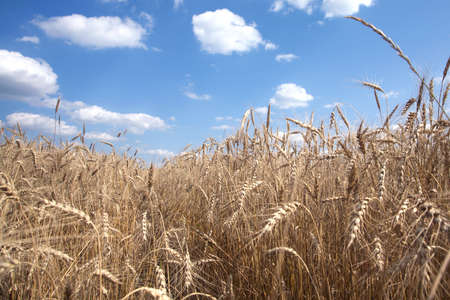 Landscape with lot ears of ripe rye on rural field under blue sky with clouds on summer day closeup....