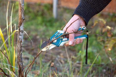 Female hand with shears cuts the vine in the fall to increase the yield