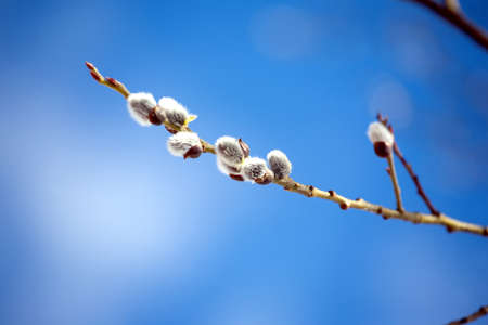 Willow branch with bushy sprouts blossom against clear blue sky in spring. Horizontal view on blur...