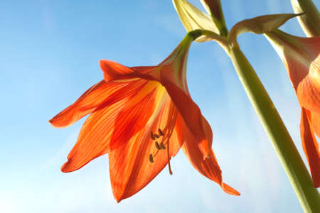 Red zephyr flower blossom in spring outdoor against blue sky closeupの写真素材