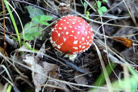 Red fly agaric in the grass in autumn forest closeup