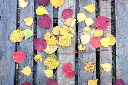Still-life with many colorful fallen leaves fallen leaves on old vintage wooden table with outdoor...