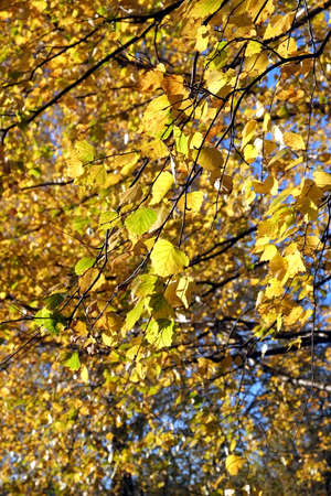 Beautiful yellow leaves hangs on branches over clear blue sky in bright autumn day closeup