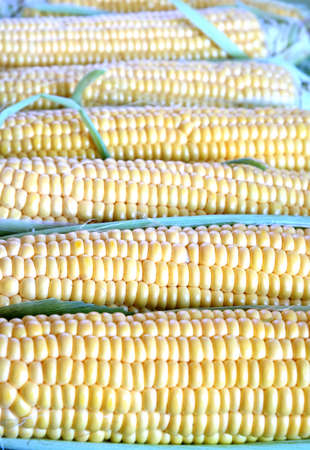 Row of many ripe corn on the cob with green leaves closeup