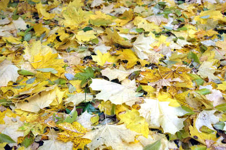 Autumn landscape with a lot of fallen yellow maple leaves on the ground outdoors
