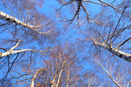 Birches on sunny autumn forest view of the trees from the bottom upの写真素材