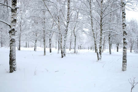 Winter park with birches covered with clean white snow with birch trees with snowy branches in cloudy dayの写真素材
