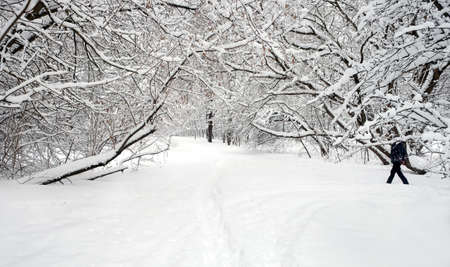 Beautiful landscape with snow-covered path in the forest among the trees on a cloudy winter day