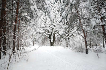 Beautiful landscape with branching oaks and snow-covered path in winter forest at overcast winter dayの写真素材