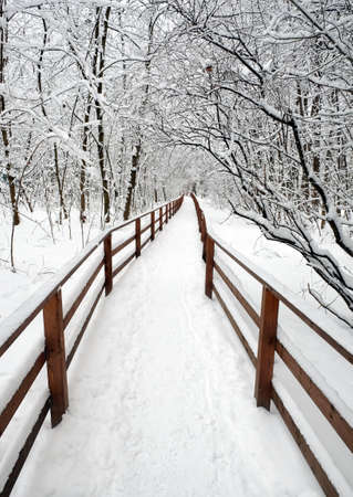Beautiful scenery with a snow-covered path with a wooden fence in a winter forest among the trees after a snowfall on a cloudy winter dayの写真素材