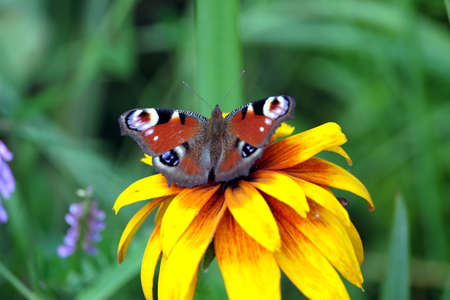 Peacock eye Butterfly is sitting on the yellow flower above blur green background on summer day closeupの写真素材
