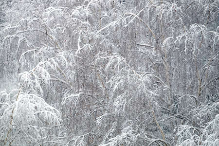 Frozen deep forest with birches in snow top viewの写真素材