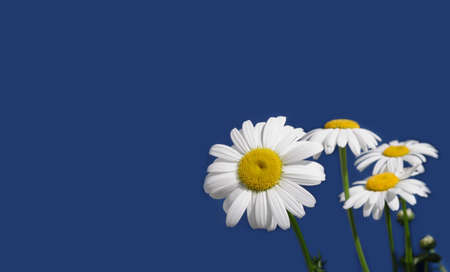 Greeting card with wild chamomile flowers isolated on blue background at right and free space for text at leftの写真素材