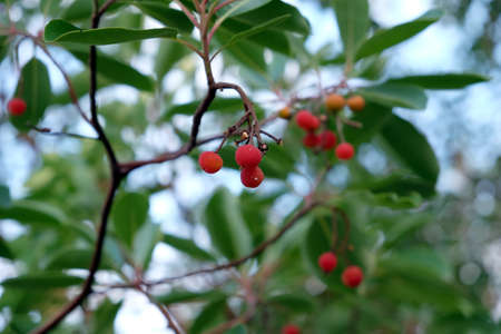 Branches of a Mediterranean strawberry-tree with red round fruits in dense thickets close up view