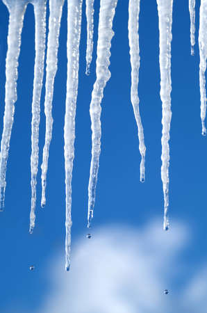 Spring drops falls down from long crystal melting icicles hanging down before clear blue sky on...