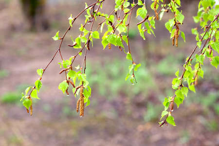 Birch branches hanging after rain with many young green leaves in spring season closeupの写真素材