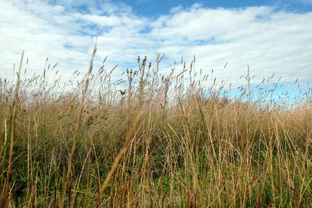 Rural landscape with dry grass on the meadow under blue sky with white clouds on bright sunny day...