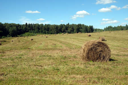 Rural landscape with summer field with many rolled haystacks with one of it close-up on front and...