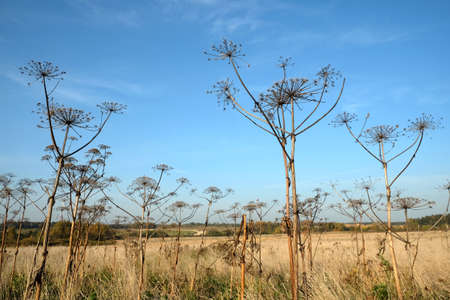Landscape with front view on dry hogweeds stems with umbrellas on the autumn field against the...