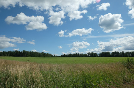 Beautiful countryside landscape with green field, deciduous forest and high grass in the front under white clouds on blue sky in the summer dayの写真素材