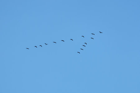The contours of cranes flying in a wedge to the south at the end of summer against the backdrop of an absolutely clean cloudless blue sky horizontal viewの写真素材