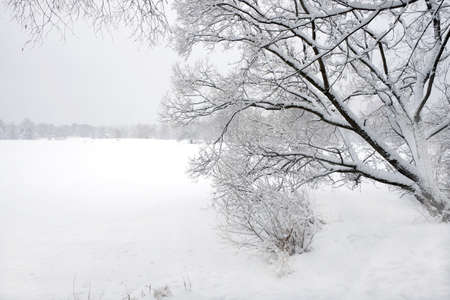 Beautiful winter landscape with snow-covered trees on the edge of the forest and frozen river under overcast dayの写真素材