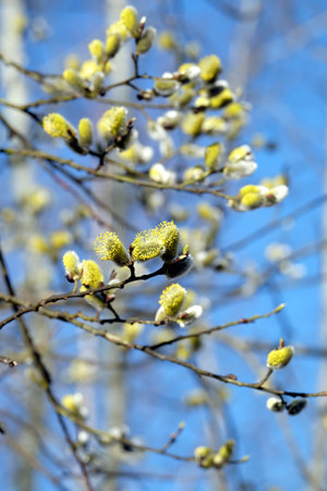 Many willow branches with bushy sprouts blossom against clear cloudless blue sky in bright spring day vertical view close upの写真素材