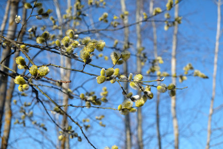 Many willow branches with bushy sprouts blossom against clear cloudless blue sky in bright spring day close upの写真素材