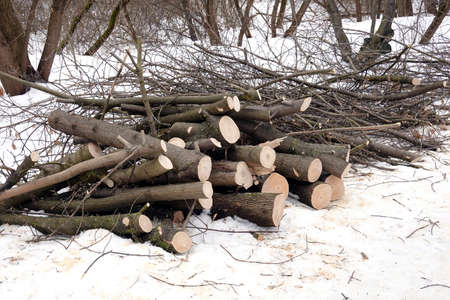 Many sawed tree trunks and branches stacked in a pile in the forest on a winter day side view closeupの写真素材