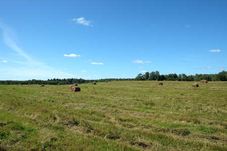 Beautiful rural landscape with long summer field at the edge of the forest with many rolled dry hay on bright sunny summer day viewの写真素材