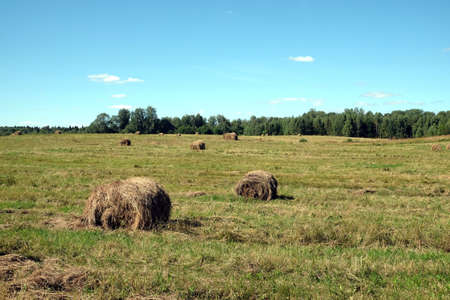 Rural landscape with summer field with many rolled haystack close-up on front and mowed field on the back on bright sunny dayの写真素材