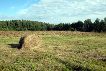 Rural landscape with summer field with rolled haystack close-up on front and mowed field on the back on bright sunny dayの写真素材