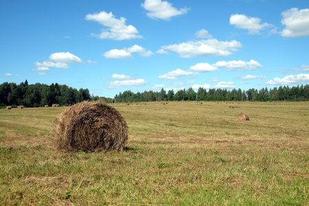 Beautiful rural landscape with long summer field at the edge of the forest with many rolled dry hay in the bright sunny summer day viewの写真素材