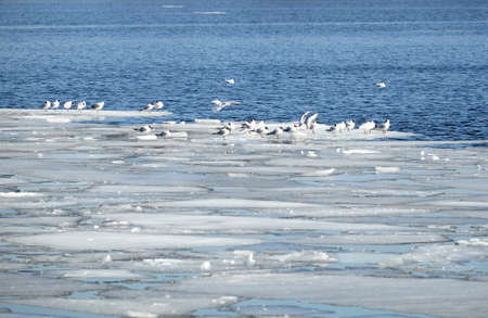 Lot of wild seagulls sit on an ice floes floating in cold blue open water in bright sunny spring day horizontal viewの写真素材