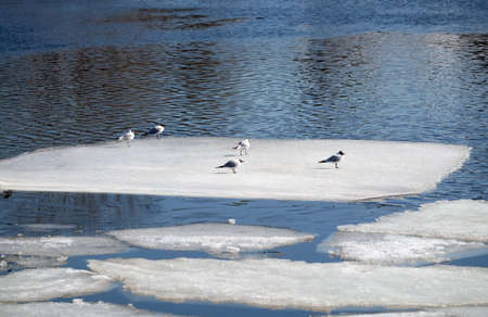 Wild seagulls sit on an ice floes floating in cold blue open water in bright sunny spring day horizontal viewの写真素材